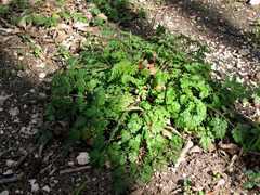 Torilis arvensis