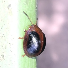 Dicranosterna immaculata