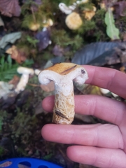 Lactarius scrobiculatus