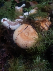 Lactarius scrobiculatus