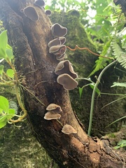Auricularia polytricha