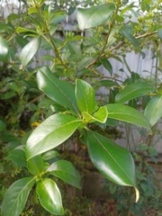 Coprosma repens