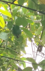 Psidium guajava