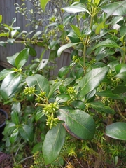 Coprosma repens