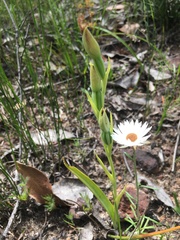 Calochilus