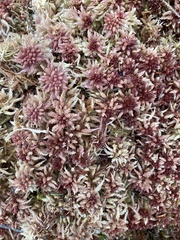 Sphagnum magellanicum