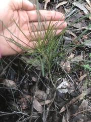 Acacia mucronata