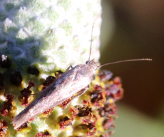 Scythris trivinctella