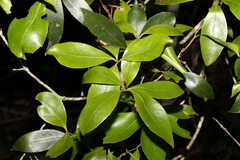 Denhamia celastroides