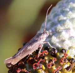 Scythris trivinctella