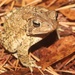 Eastern American Toad - Photo (c) Ty Smith, some rights reserved (CC BY-NC), uploaded by Ty Smith