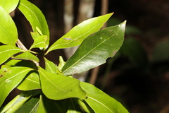Denhamia celastroides