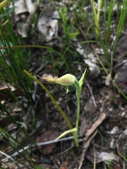 Calochilus