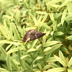 Uresiphita