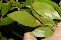 Denhamia celastroides