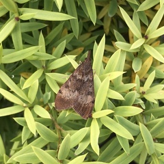 Uresiphita