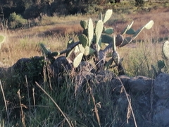Opuntia streptacantha