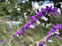 Salvia leucantha