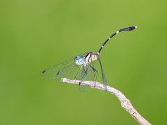 Nannophlebia eludens