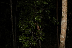 Denhamia celastroides