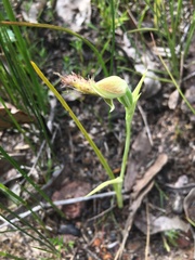 Calochilus