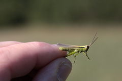 Mecostethus parapleurus