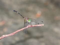 Nannophlebia eludens