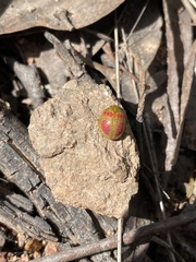 Paropsisterna fastidiosa