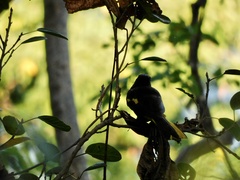 Cassiculus melanicterus