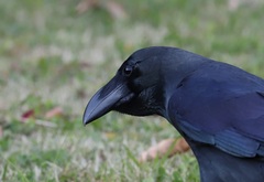 Corvus macrorhynchos japonensis