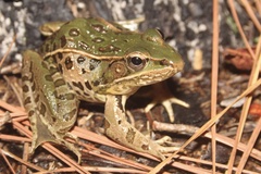 Southern Leopard Frog photo 2