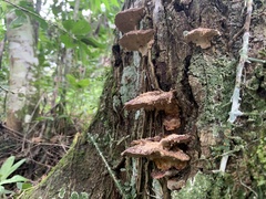 Phellinopsis conchata