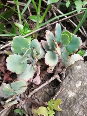 Kalanchoe laxiflora