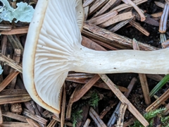 Clitocybe fragrans