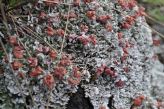 Cladonia parasitica