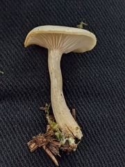 Clitocybe fragrans