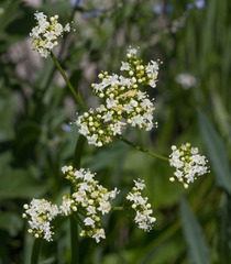 Valeriana occidentalis