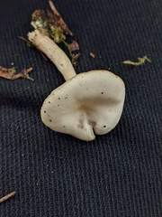 Clitocybe fragrans