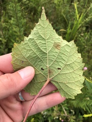 Vitis cinerea baileyana