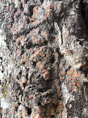 Protopannaria pezizoides