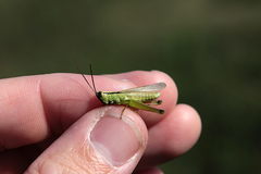 Mecostethus parapleurus
