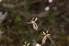 Caladenia roei