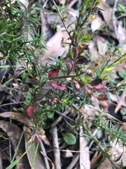 Hibbertia exutiacies