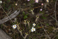 Caladenia roei