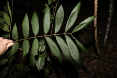 Dysoxylum rufum