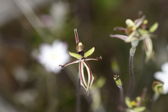 Caladenia roei
