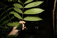 Dysoxylum rufum