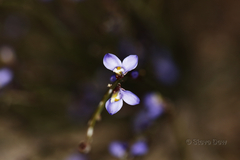 Comesperma scoparium