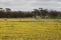 Arctotheca calendula