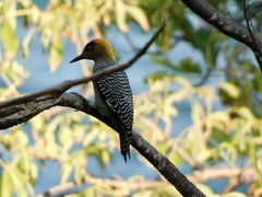 Melanerpes chrysogenys